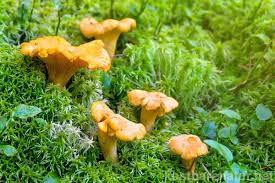 Wann reiste münchhausen gewöhnlich besonders gern? Pfifferling Kostbare Natur