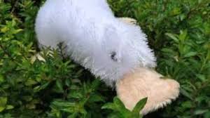 I love the webkinz googles, and so do my girls. Google Webkinz Youtube