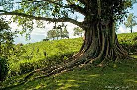 A Shady Tree Tree Shady Tree Old Trees