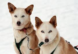 We did not find results for: Alyaskinskij Haski Foto Opisanie Porody I Harakter