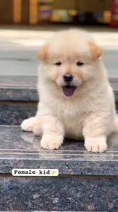 Chow Chow Show Quality Puppy..#dogs #pets