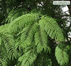 Image result for Jacaranda mimosifolia