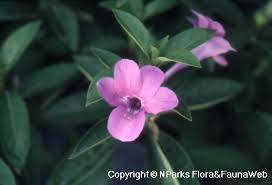 Image result for Barleria setosa