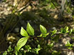 Image result for Corchorus schimperi