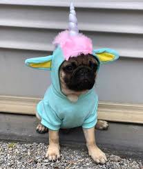 Unipug Photo By Goodboybernie Want To Be Featured On Our Instagram Tag Your Photos With Thepugdiary For Your Chance To Be Featured P Unicornios Pinte