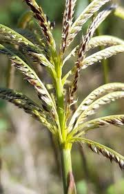 Image result for Eustachys