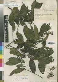 Image result for Strychnos gossweileri