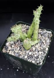 Image result for Huernia procumbens