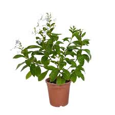 Image result for Rotheca myricoides