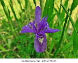 Image result for Moraea niassensis