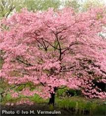 This tree typically reaches heights of 25 feet in height and has a spread of white dogwood home gardeners who want showy white flowers during the spring, must consider adding the white dogwood tree to their yard. Pink Dogwood Dogwood Trees Flowering Trees Dream Garden