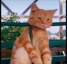 Pin Di Anak Kucing