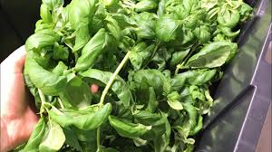 I don't see any brown spots like other do. Basil Care Guide Pruning Pests And Disease Youtube