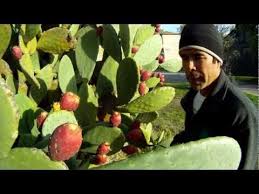 Here's how i ate the cactus pear fruit. How To Eat Prickly Pear Cactus Prickly Pear Cactus Prickly Pear Cactus Pears