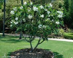 Pin By Desert Group On Plumeria Obtusa White Frangipani Small Tropical Gardens Garden Trees Plants