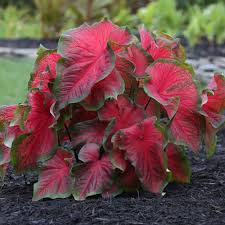 Caladium Dragon Heart Longfield Gardens Bonsai Flower Plants Caladium