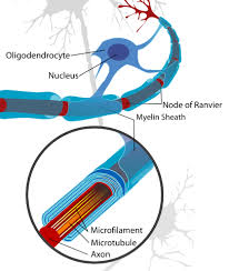 ● rare neurological disorder in which the body's immune system mistakenly attacks part of its pns ○. Gbs Disease