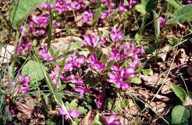 Image result for Polygala gazensis