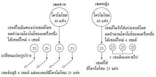 โครโมโซมของร่างกายคนเรามีอยู่ 46 โครโมโซม เมื่อนำมาจัดเป็นคู่ได้ 23 คู่ มีโครโมโซมอยู่ 22 คู่ ที่เหมือนกันทั้งเพศหญิงและเพศชาย เรียกโครโมโซม. à¸šà¸—à¸— 2 à¹‚à¸„à¹‚à¸¡à¹‚à¸‹à¸¡à¸‚à¸­à¸‡à¸ª à¸‡à¸¡ à¸Š à¸§ à¸• Vivivit3