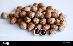 Image result for Vigna subterranea