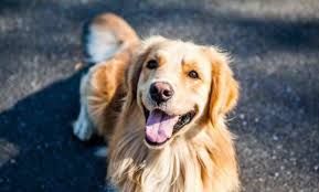 Check spelling or type a new query. Arti Mimpi Dikejar Anjing Islam Primbon Psikolog Siopung