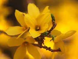 Forsythia Ovata Northern Gold Forsythia Flowering Shrubs Flowers