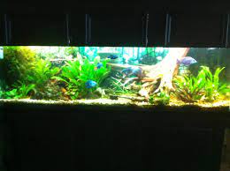 Reddit The Front Page Of The Internet Fish Tank Aquarium Fish Aquascape