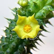 Image result for Orbea paradoxa