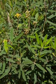 Image result for Eriosema pentaphyllum