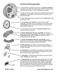 Cell Organelles Cells And Organization Animal Cell