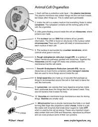 cell organelles cells and organization animal cell