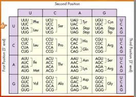 If A Trna Molecule Has An Anticodon Which Reads Aug What
