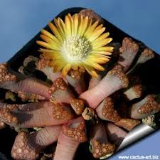 Image result for Xerophyta schlechteri