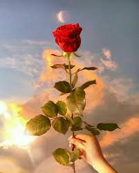 Rose Aesthetic Roses Rose Wallpaper Flower Aesthetic