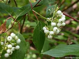 Image result for Sericorema sericea