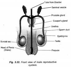 Previous Year Question Papers For Cbse Class 10 Science Chapter 8 How Do Organisms Reproduce Previous Year Question Paper This Or That Questions Question Paper