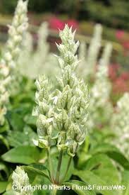 Image result for Justicia betonica