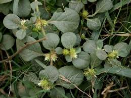 Image result for Alternanthera pungens