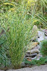 Porcupine Grass Garden Maintenance Shade Garden Grass