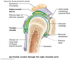 What tissue type are ligaments? 8 Joints Part A Ppt Video Online Download