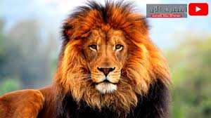 مؤثرات صوتية للمونتاج صوت زئير الأسد Sound Effects Of The Montage The Sound Of Lion Roar Youtube
