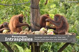 • interaksi antara dua spesies berbeza yang hidup bersama • interaksi antara dua organisma berlainan di mana satu organisma mendapat. Interaksi Antara Organisma Hidup Mangsa Pemangsa Persaingan Simbiosis Komensalisme Mutualisme Dan Parasitisme