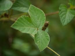 Image result for Neonotonia wightii