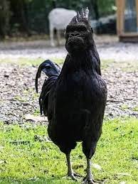 Maybe you would like to learn more about one of these? Cemani Ori Breed Yg Ayam Cemani Selasih Hitam Malaysia Facebook