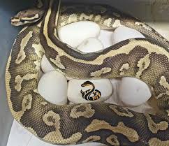 Maybe you would like to learn more about one of these? Confusion Ball Pythons Posts Facebook