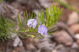 Image result for Psoralea