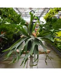 Image result for Plectranthus mandalensis