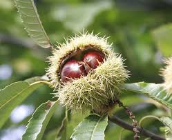 Preheat your oven to 425 degrees f. Castanea Sativa Wikipedia