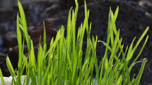 Când se pune grâul la încolțit de sfântul andrei. Cand Se Pune Graul La IncolÅ£it De Sfantul Andrei Antena 3