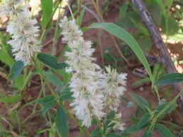 Image result for Nelsia quadrangula